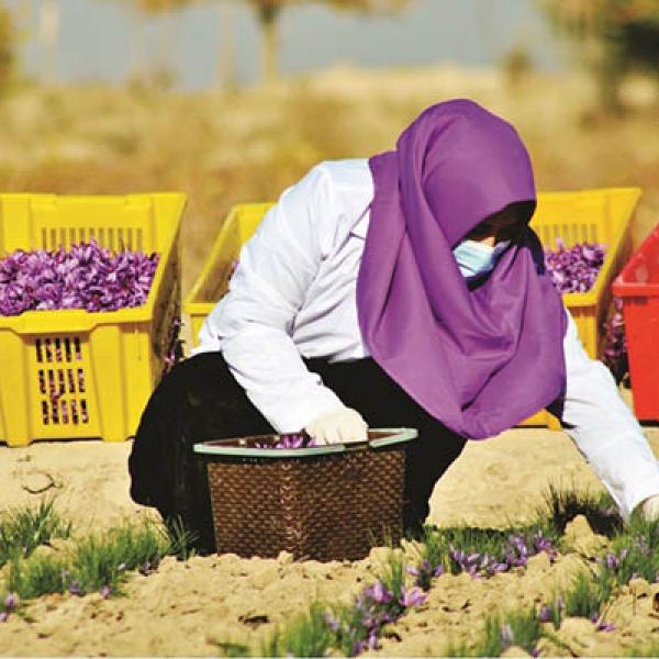 Field & Farmers