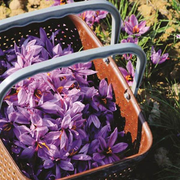 Planting